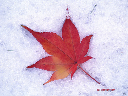 Autumn leave cold - nature, autumn, cold, red, winter, leave