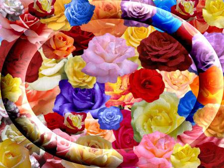 rainbow roses - colorful, rainbow, color, roses