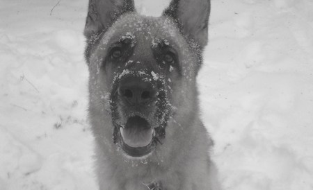 My dog Sam - black and white, german shepherd