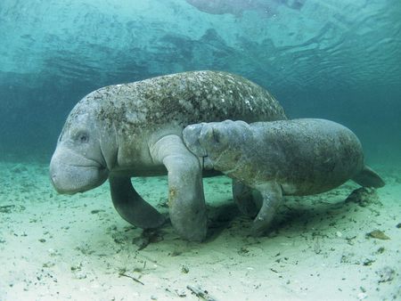 Manatee - manatee, animals