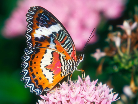 Australian Painted Lady - butterfly, kool, hot, animals