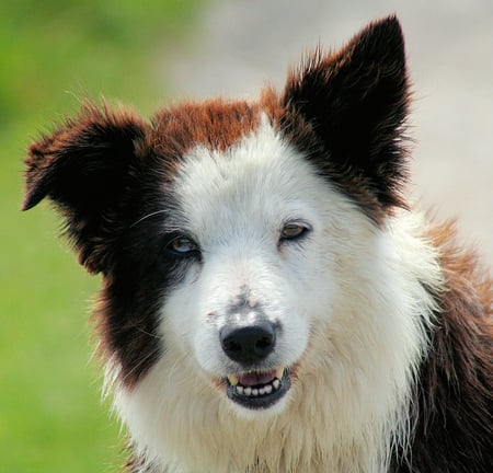 I LIKE PEOPLE  - ears, face, cute, eyes