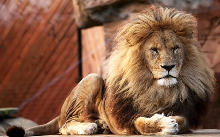 Big Lion - leo, leao, lion, animals