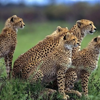 Female Cheetah