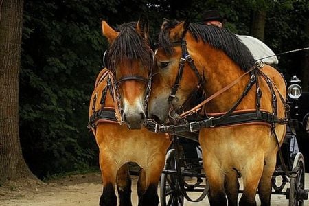 conversation - animal, day, horses