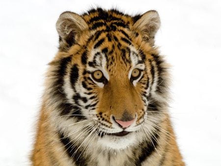 Sumatran Tiger - tigre, tiger, animals, wild