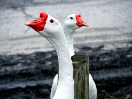 Geese - animals, geese, bird, wild