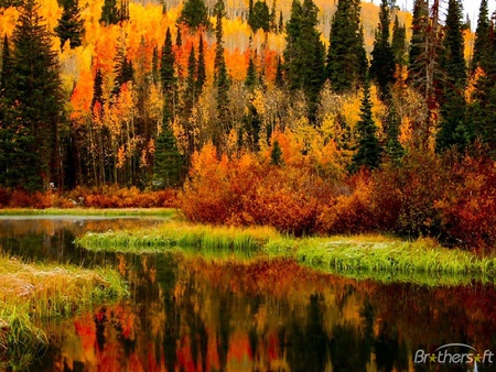 autunm before winter - autumn, lake, sky, mountain, trees, bushes, nature, fall, forest, yellow, reflection, orange, green, colors, grass, pines