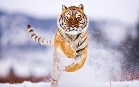 Siberian Tiger - tigre, tiger, animals, wild