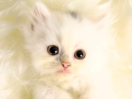 Cute Kitten - cat, animals, kitten