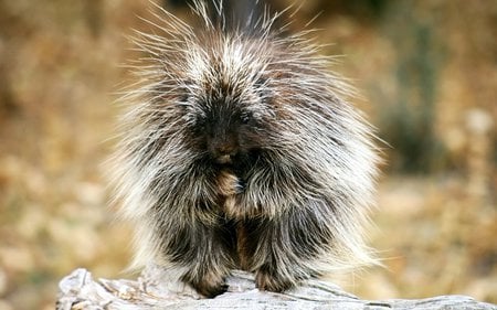 Baby Porcupine