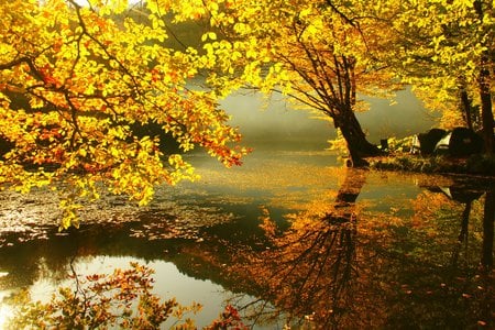 Dream Autumn - heaven, reflections, trees, water, yellow, rivers, reflected, dream, leaves, autumn, red, leaf, lakes, dreamy