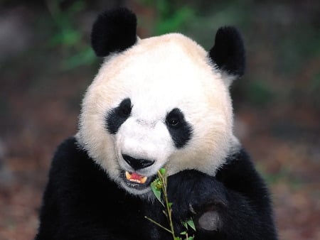 panda - panda, kool, animals, hot