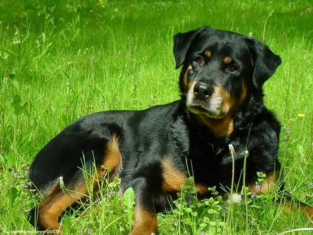 MY NAME IS ELLEN - loveable, dog, big, strong