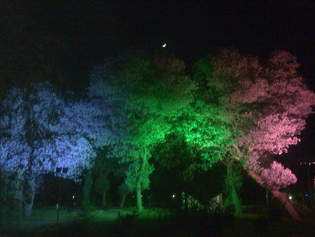 beatiful tree - nature, night, tree