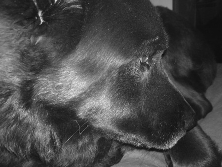 My dog Lear - black, dog, blcak and white