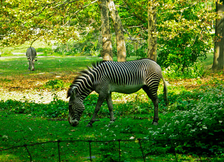 zebra