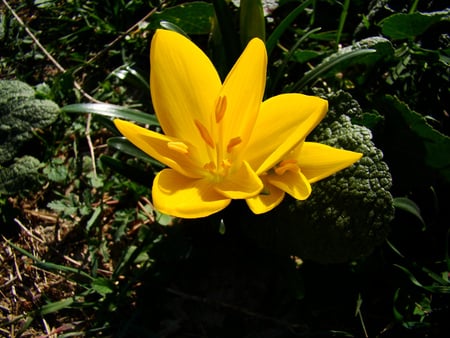 Yellow Flower - flower, yellow