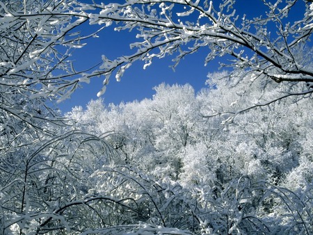 Snow Covered Trees