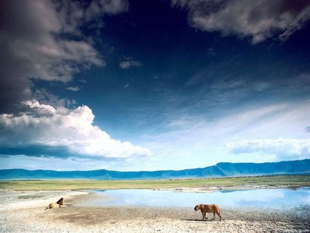 LIONS WATERHOLE - water, sky, lion, africa