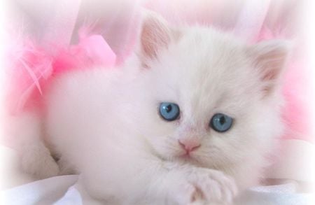 Sweet kitty - white, blue, cute, eyes, pink, cat