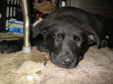 SLEEPING PUPPY - black shepherd, german shepherd