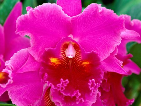 Pink20Passion20Cattelya20Orchid. jpg - bloom, pink, orchid passion