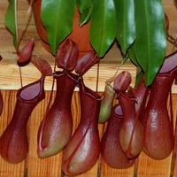 Nepenthes