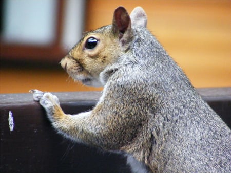 gray squirrel - looking, gray squirrels