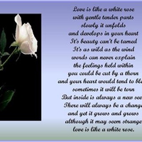 Love is like a white rose...