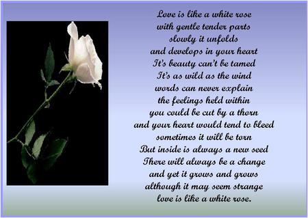 Love is like a white rose...