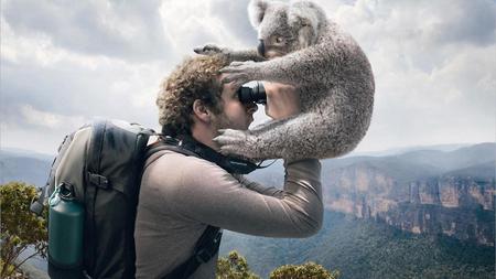 Cuddly Koala - mountains, bear, bushwalking, koala, hiker