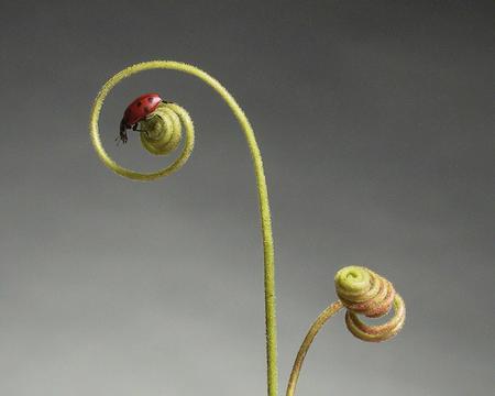 Lady Bird - plant, coiled vine, ladybird, bug