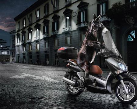 Cheeky Donkey - motorcycle, animal, donkey, lights, road, night, buildings