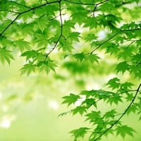 Leaves of green