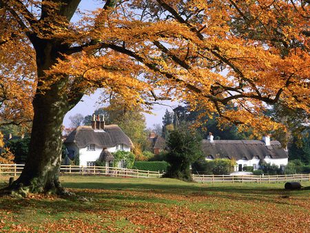 New-Forest - fields, autumn