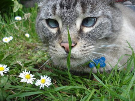 MY NAME IS HENRY - pretty, daisies, cat, grey