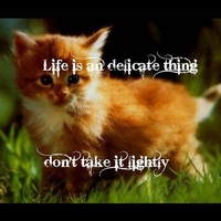 Life is Delicate