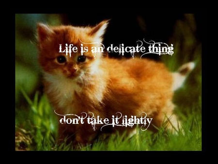 Life is Delicate - cats, warriors, animals, life