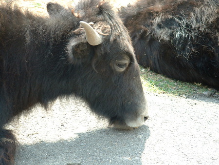 Bovine - mo, black, cow, bovine, cute