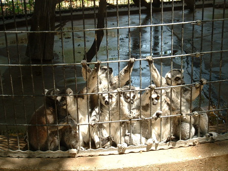 Lemur Family - lemur family, interesting, cute, primate, lemur, monkey, family