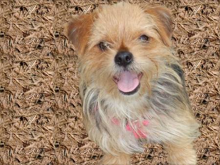 MIXED BREED COLOR BEIGE AND LIGHT BROWN - cute, small, pup, friendly