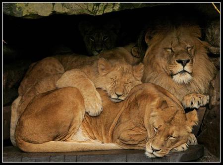 Sleeping Lions - cats, lions, animal, sleeping