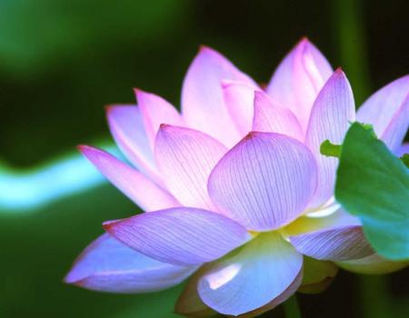 Glow - nature, glowing, flower