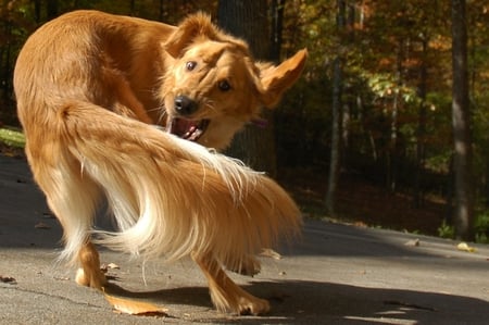 Catch it if you can - tail, play, golden retriever, dog, chase