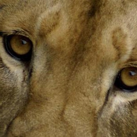 Lion's Eyes