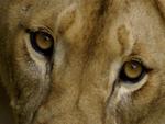 Lion's Eyes