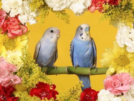 Parakeets - flowers, parakeets, animals, birds