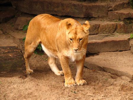 Lioness - cat, animal, lion