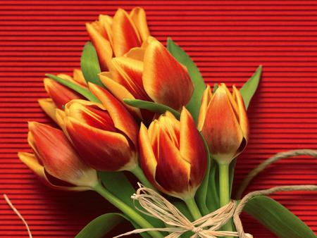 Flowers - nature, tulips, flowers